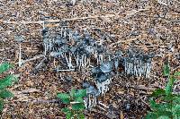 Coprinopsis lagopus image