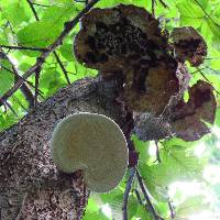 Fomitopsis betulina image