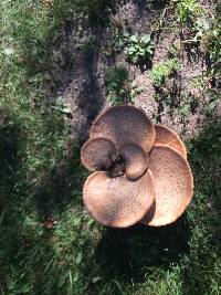 Polyporus squamosus image