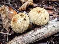 Lycoperdon perlatum image