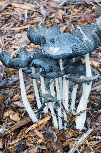 Coprinopsis lagopus image