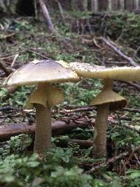 Amanita augusta image