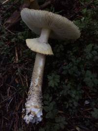 Amanita augusta image