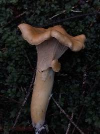 Cantharellus formosus image