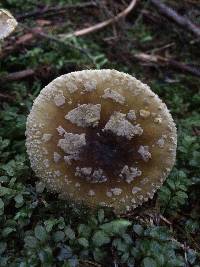 Amanita augusta image