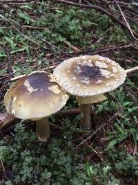 Amanita augusta image