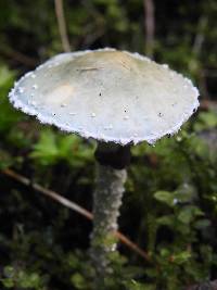 Stropharia aeruginosa image