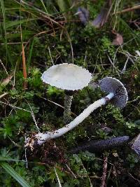 Stropharia aeruginosa image