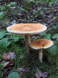 Amanita crocea image