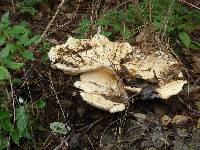 Polyporus squamosus image