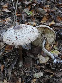 Chlorophyllum rhacodes image