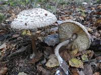 Chlorophyllum rhacodes image