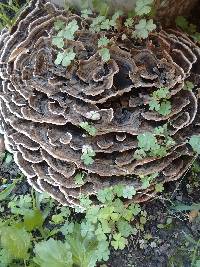 Trametes versicolor image