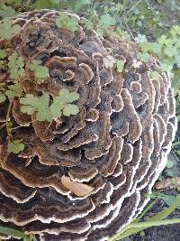 Trametes versicolor image