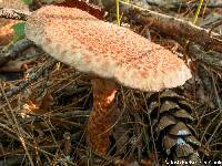 Suillus pictus image