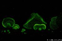 Panellus stipticus image