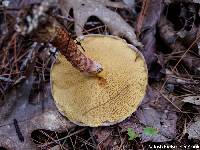 Suillus pictus image