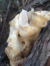 Laetiporus gilbertsonii image