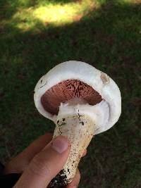 Agaricus bernardii image