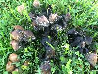 Coprinellus micaceus image