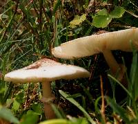 Leucoagaricus americanus image