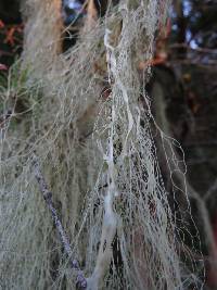 Ramalina menziesii image