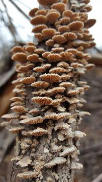 Schizophyllum commune image