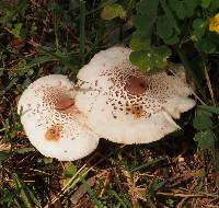 Leucoagaricus americanus image