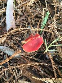 Hygrocybe coccinea image