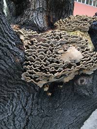 Trametes versicolor image