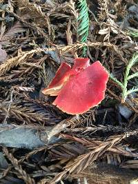 Hygrocybe coccinea image