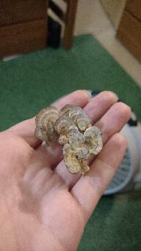Trametes versicolor image