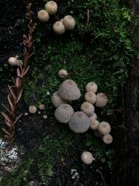 Coprinellus disseminatus image