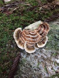 Trametes versicolor image