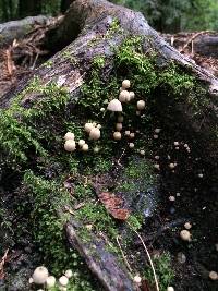 Coprinellus disseminatus image