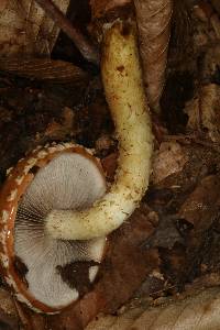 Hemistropharia albocrenulata image