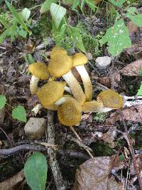 Armillaria mellea image