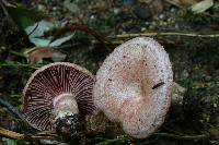 Lactarius subpurpureus image