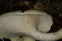 Pleurotus dryinus image