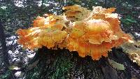 Laetiporus sulphureus image