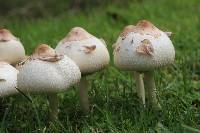 Chlorophyllum molybdites image