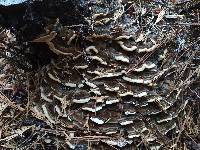 Trametes versicolor image