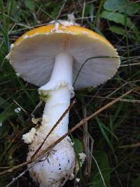 Amanita muscaria image
