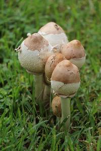 Chlorophyllum molybdites image