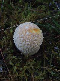 Amanita muscaria image