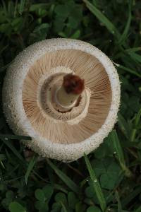 Chlorophyllum molybdites image