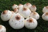 Chlorophyllum molybdites image