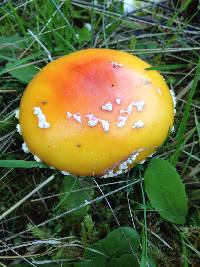 Amanita muscaria image