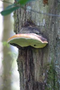 Fomitopsis pinicola image