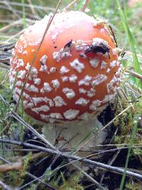 Amanita muscaria image